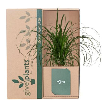 Ponytail Palm