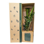 Zamioculcas ZZ Green