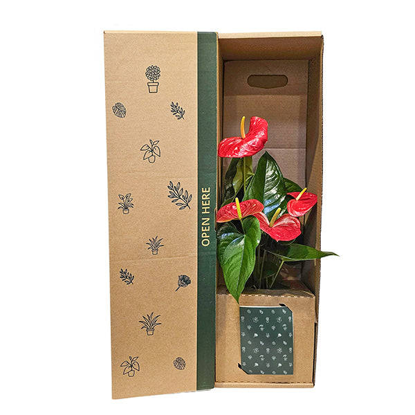 Anthurium Red Flowers with White Pot |Housewarming Gift | NZ