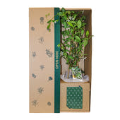 Jasmine White Flowers