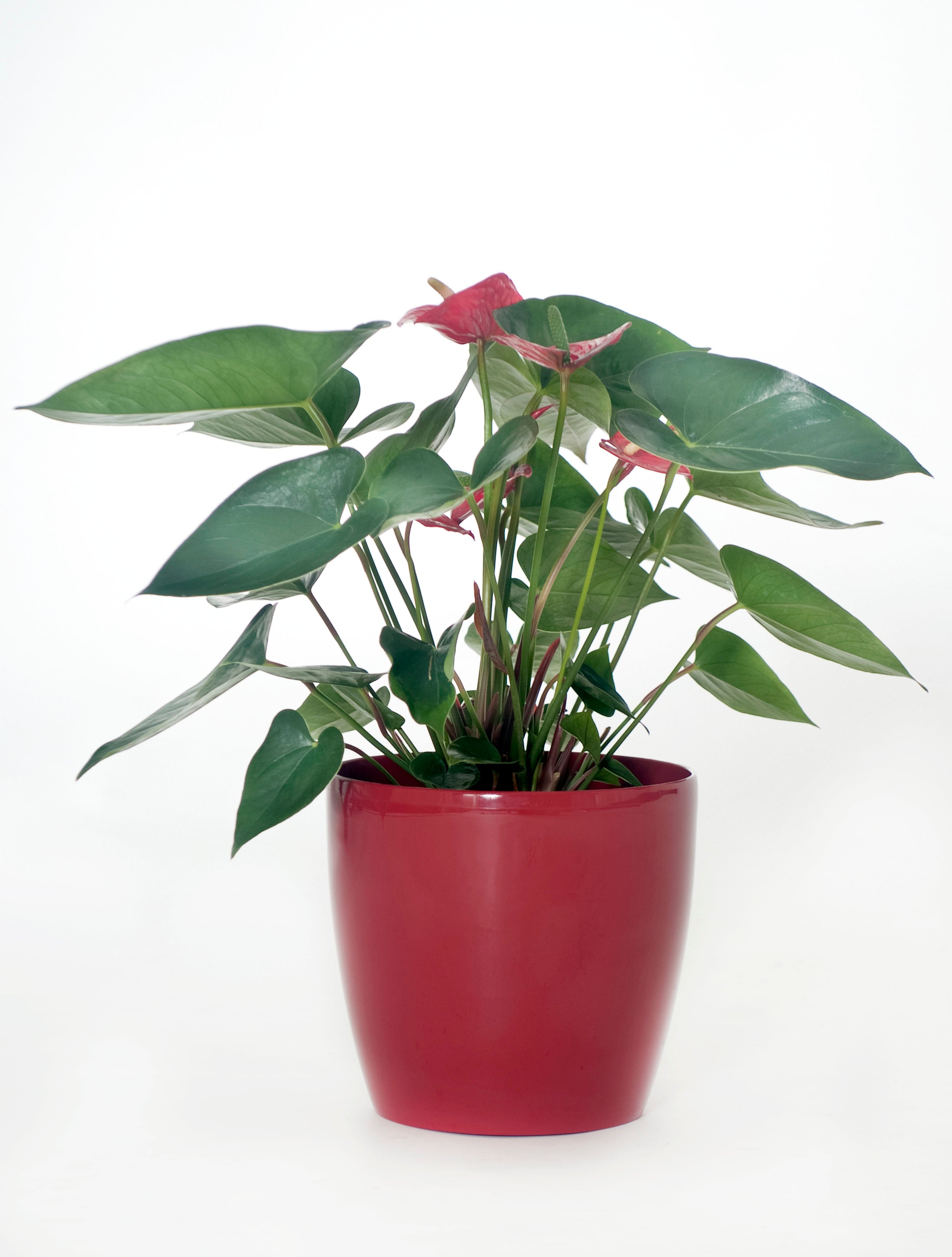 indoor plant delivery nz Anthurium Red Pot