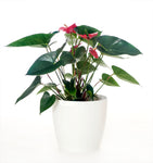 Anthurium White Pot