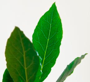 Bay Tree