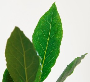 Bay Tree