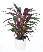 Calathea