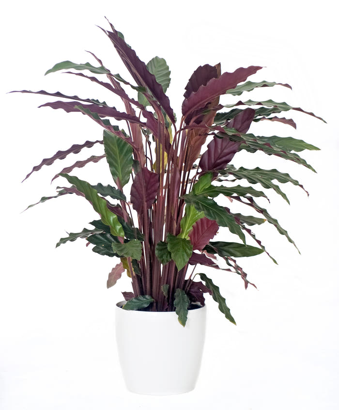 Calathea
