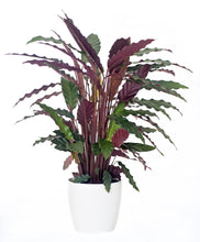 Calathea