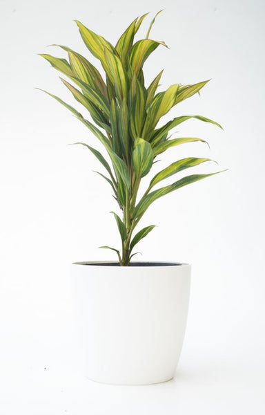 Cordyline Fruticosa