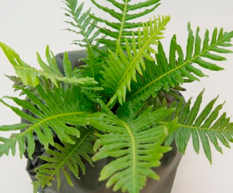 Fern Belchnum Silver Lady