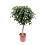 Ficus Benjamina