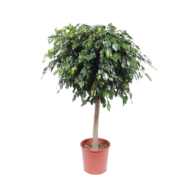Ficus Benjamina