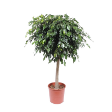 Ficus Benjamina