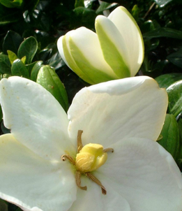 Gardenia White Flowers