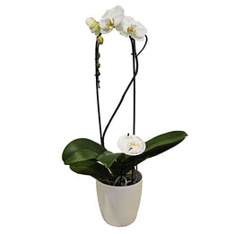 Grandiflora Orchid