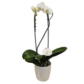 Grandiflora Orchid