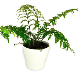 Hen & Chicken Fern