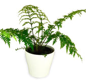 Hen & Chicken Fern