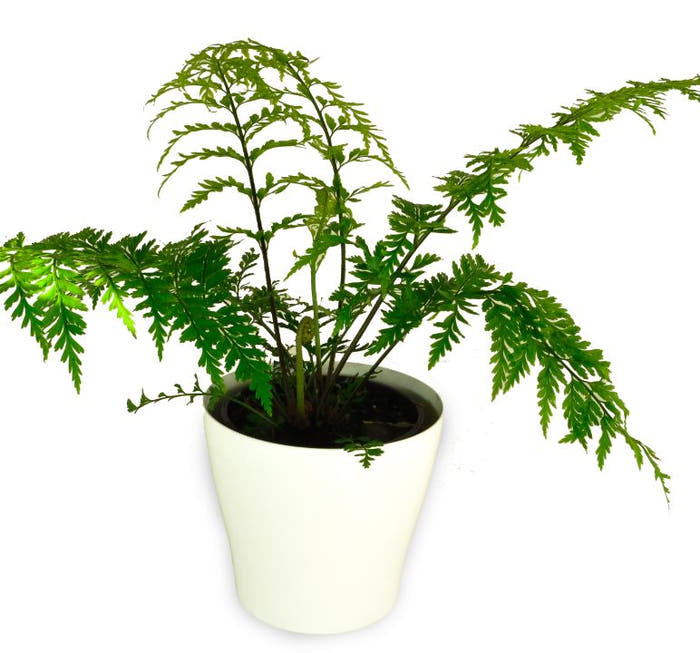 Hen & Chicken Fern