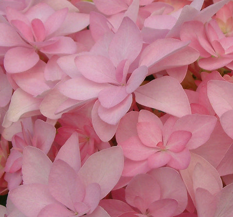 Hydrangea