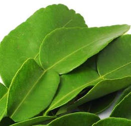 Kaffir Lime Tree