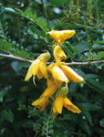 Kowhai Shrub