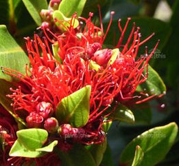 Metrosideros Vibrant Flowers