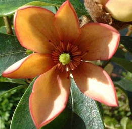 Michelia Coco