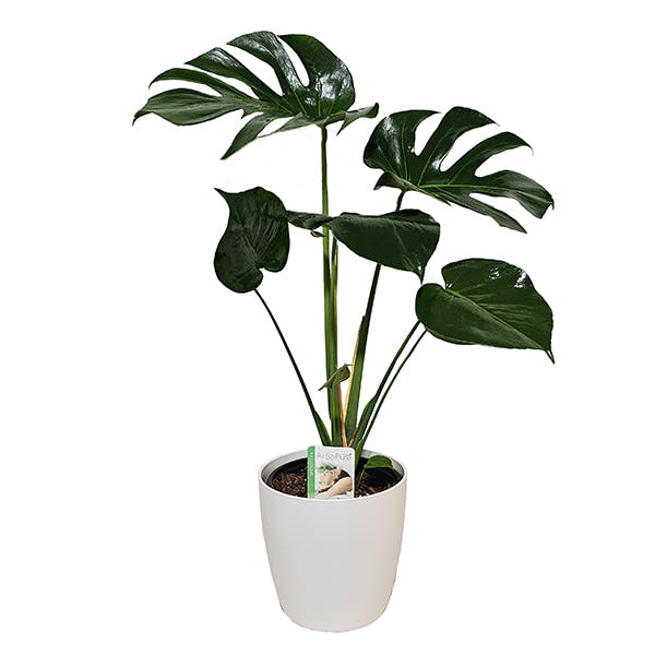 Monstera Delicoisa indoor plant gift 