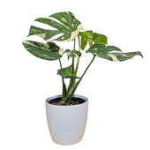 Monstera Thai Constellation indoor plant gift