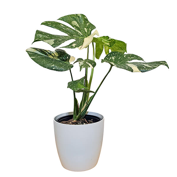 Monstera Thai Constellation indoor plant gift