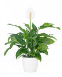 Peace Lily White Flowers