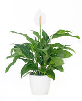 Peace Lily White Flowers