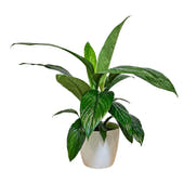 Peace Lily Foliage plant gift delivered NZ Wide