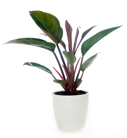 Philodendron - Congo