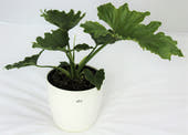 Philodendron - Hope