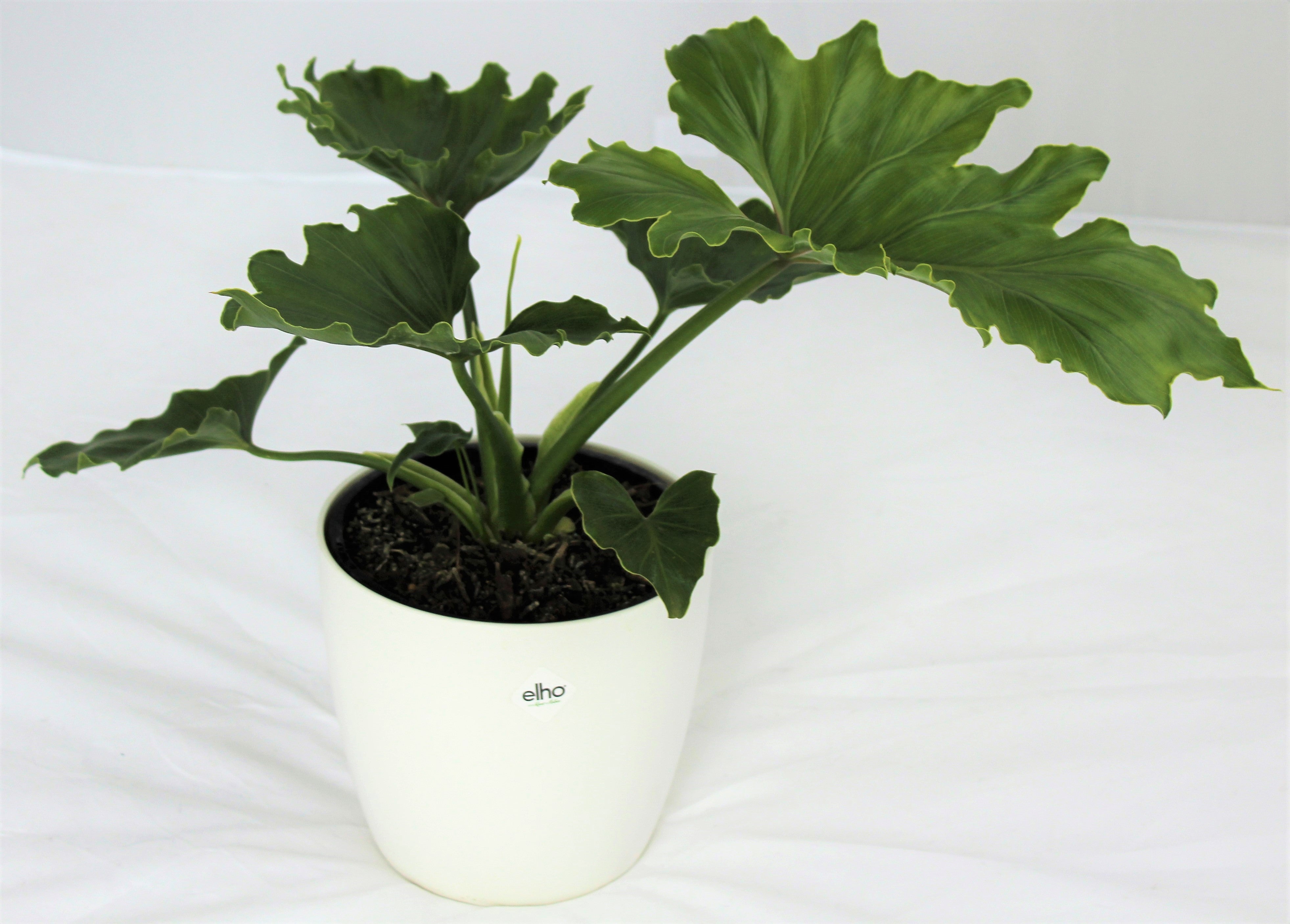 philodendron hope nz Philodendron