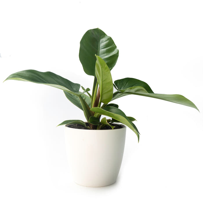 Philodendron - Imperial Green