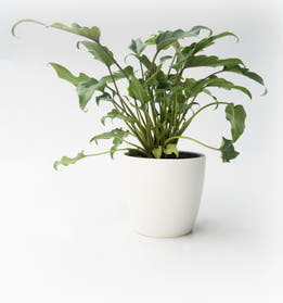 Philodendron - Xanadu