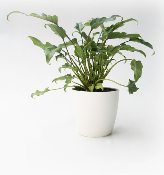 Philodendron - Xanadu