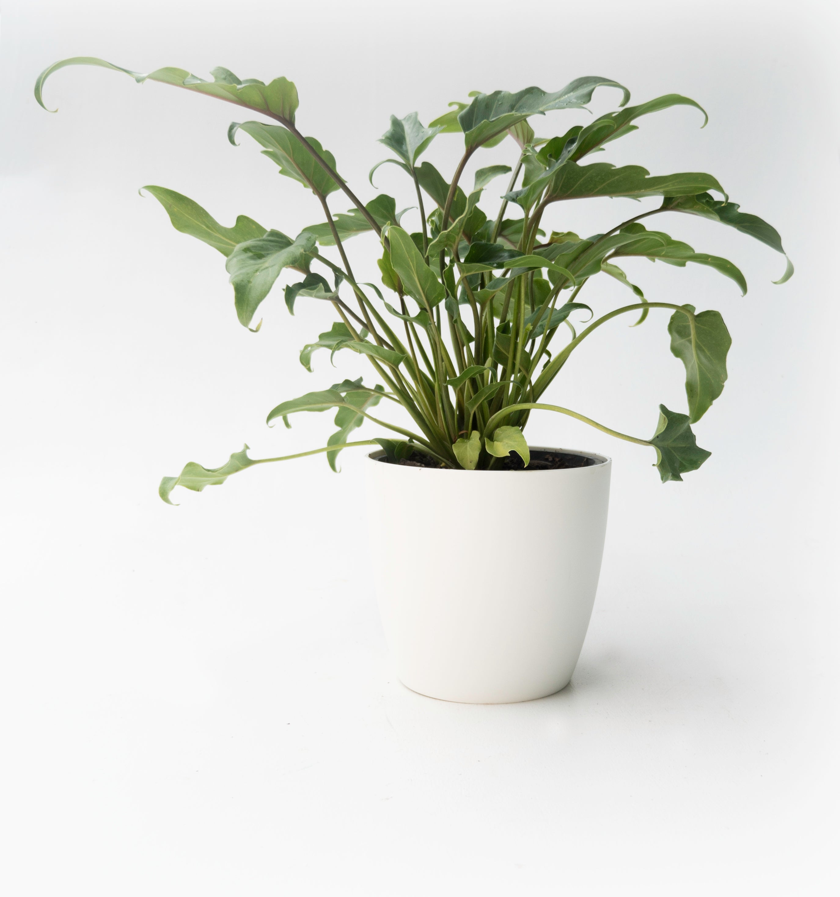 buy philodendron xanadu nz Philodendron Xanadu House Plant Gift