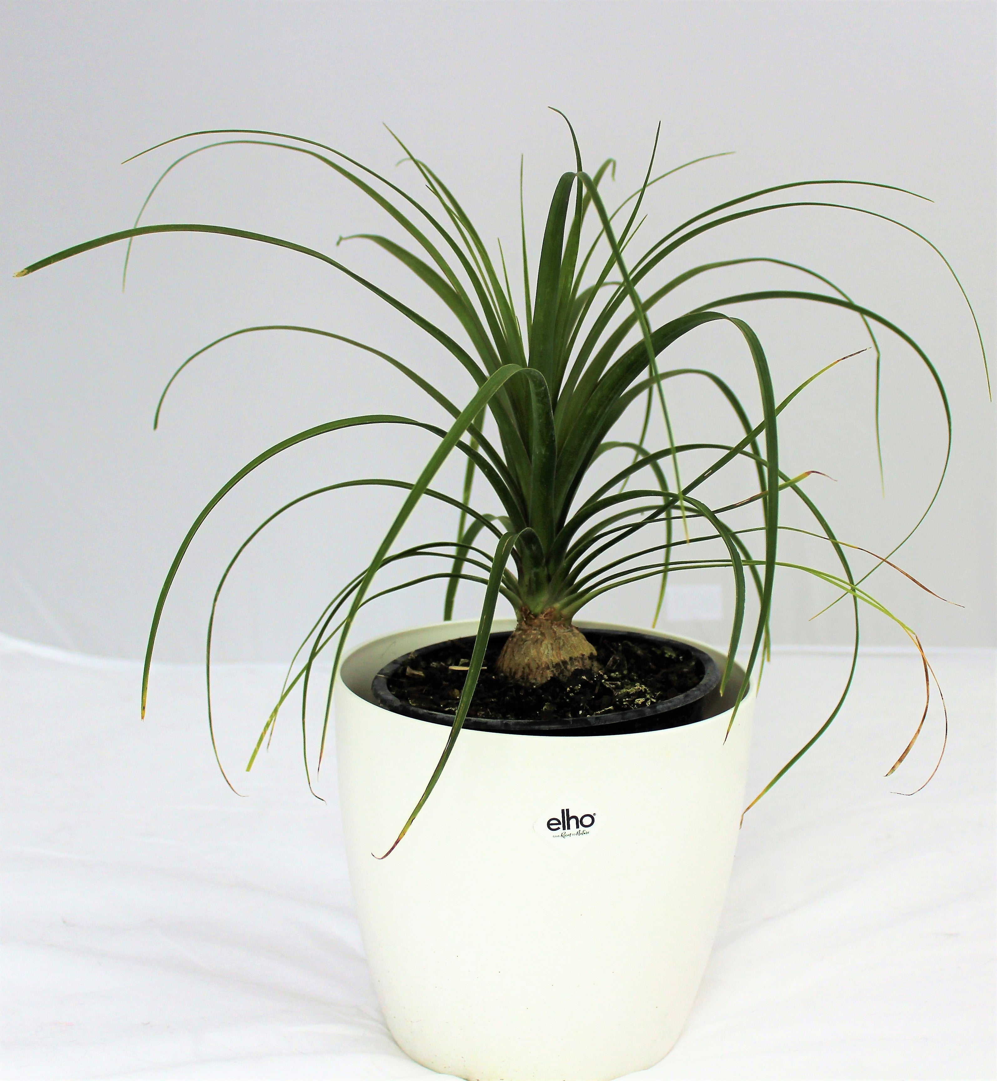 ponytail palm nz Ponytail Palm House Plant as a Housewarming Gift