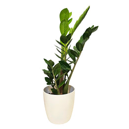 money plant nz Money Tree Plant Gift