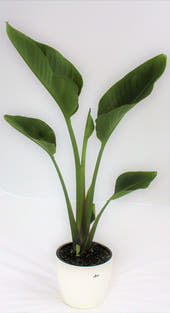 Birds of Paradise 'Strelitzia Reginae variety Parvifolia'