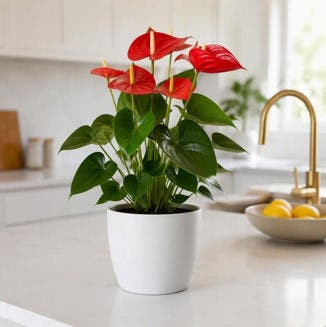 Anthurium