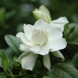 Gardenia White Flowers
