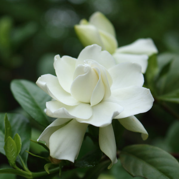 Gardenia gift delivered NZ Wide