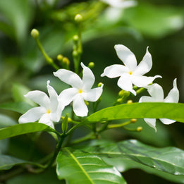 Jasmine White Flowers
