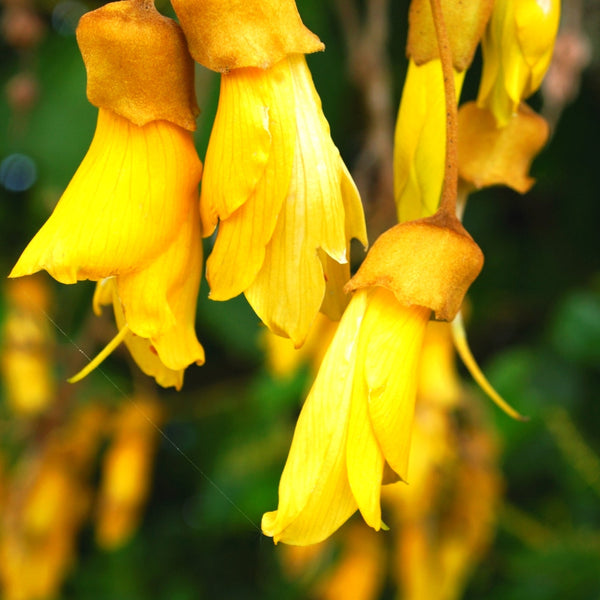 Kowhai flower gift delivered