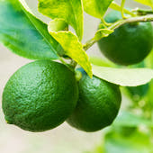 Lime tree gift box 