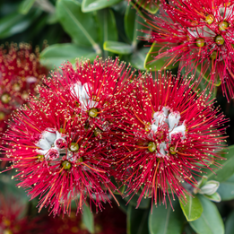 Metrosideros Vibrant Flowers